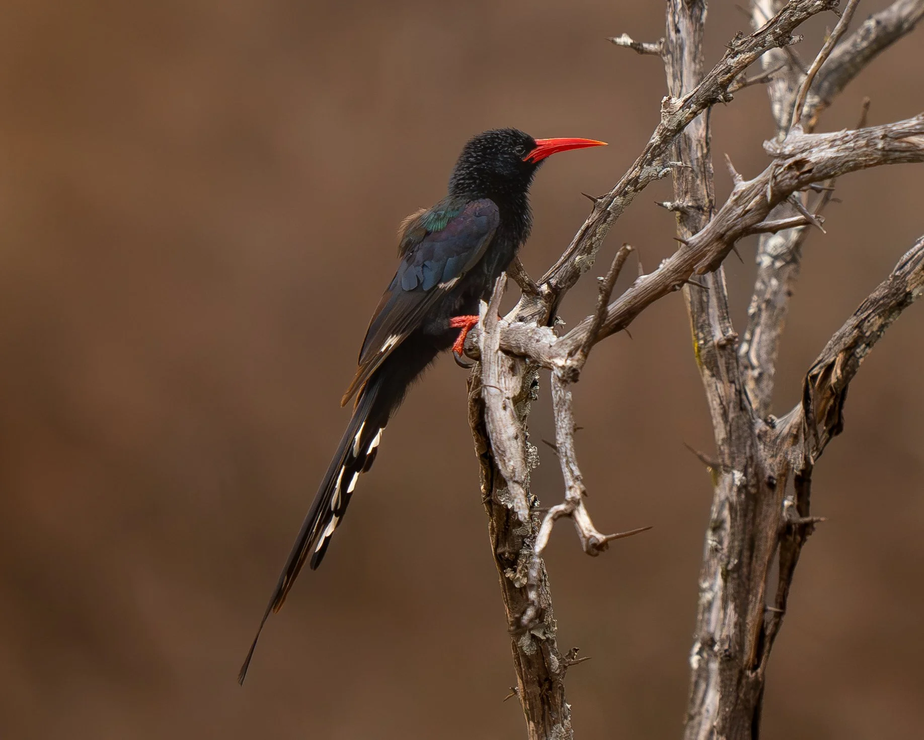 Green-wood hoopoe perched on a dry, twisted branch against a plain, brown background. Birding tour in Makuleke, northern Krüger, South Africa. Bird photography with Wild Selection Tours.