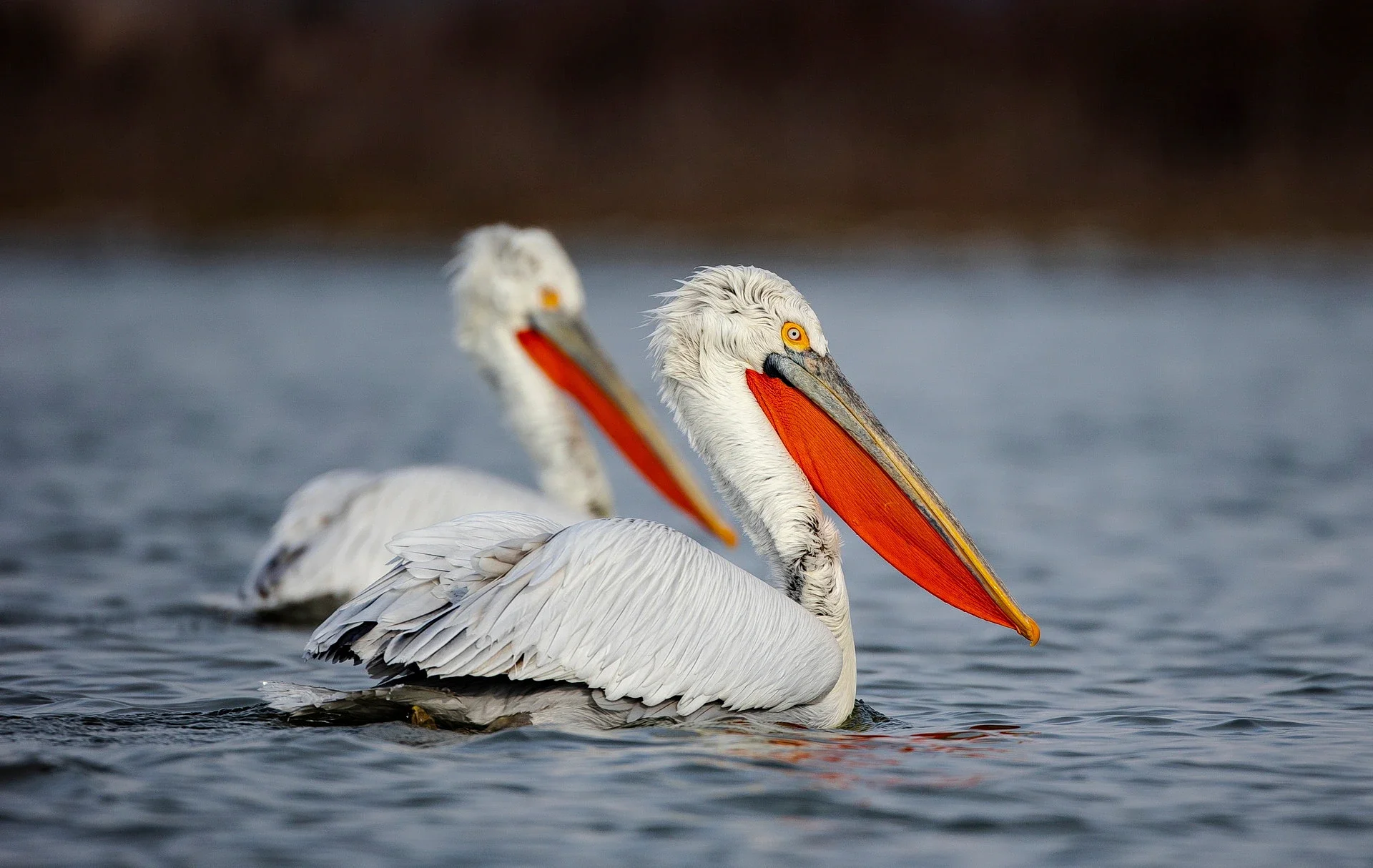 Two large white pelicans swimming in water with their long beaks and yellow eyes visible, one in the foreground and one in the background.
