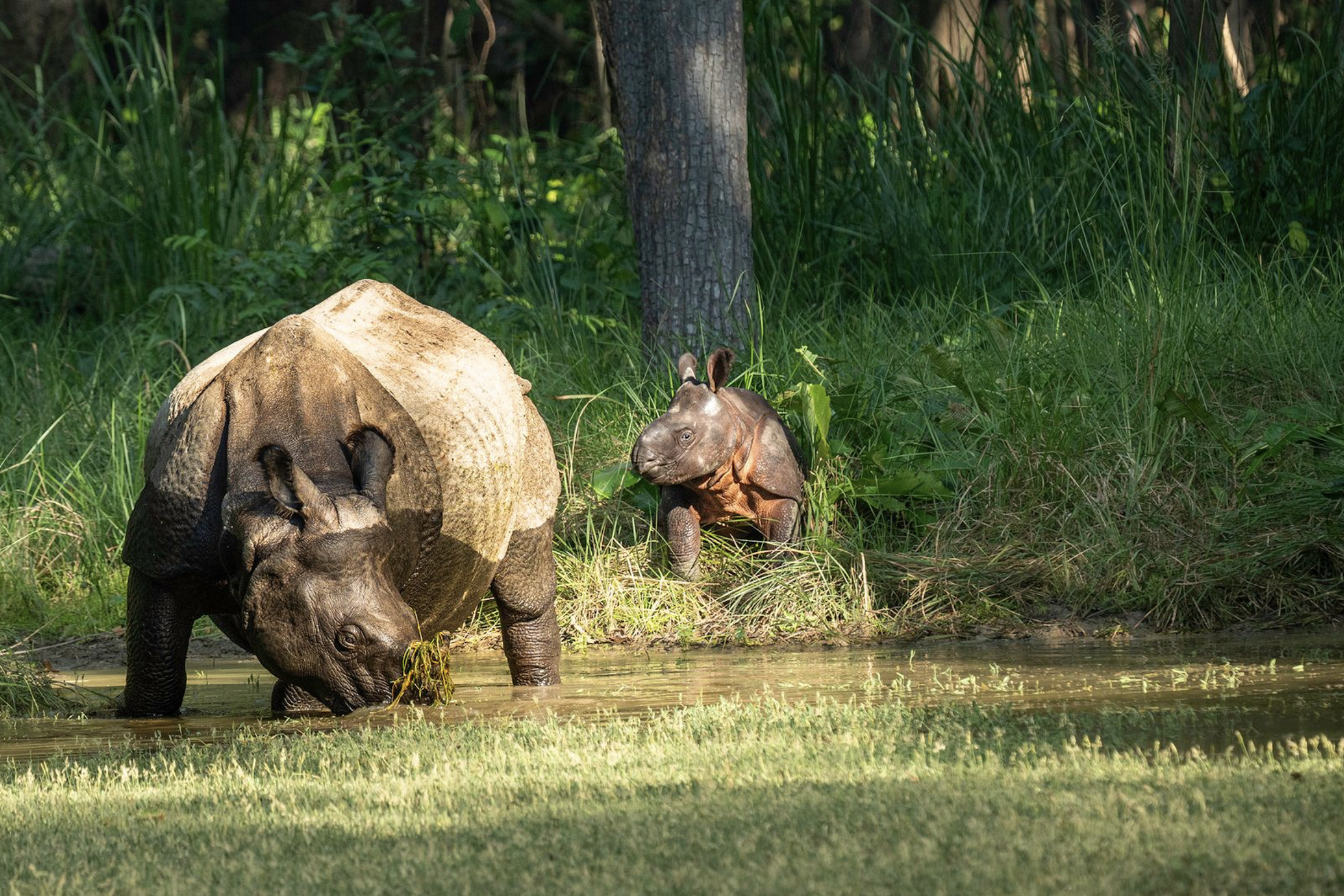 A baby hippopotamus and an adult hippopotamus near a small water body in a green forested area. Safari in Chitwa national park. Wildlife expedition and phot safari with Wild Selection Tours.