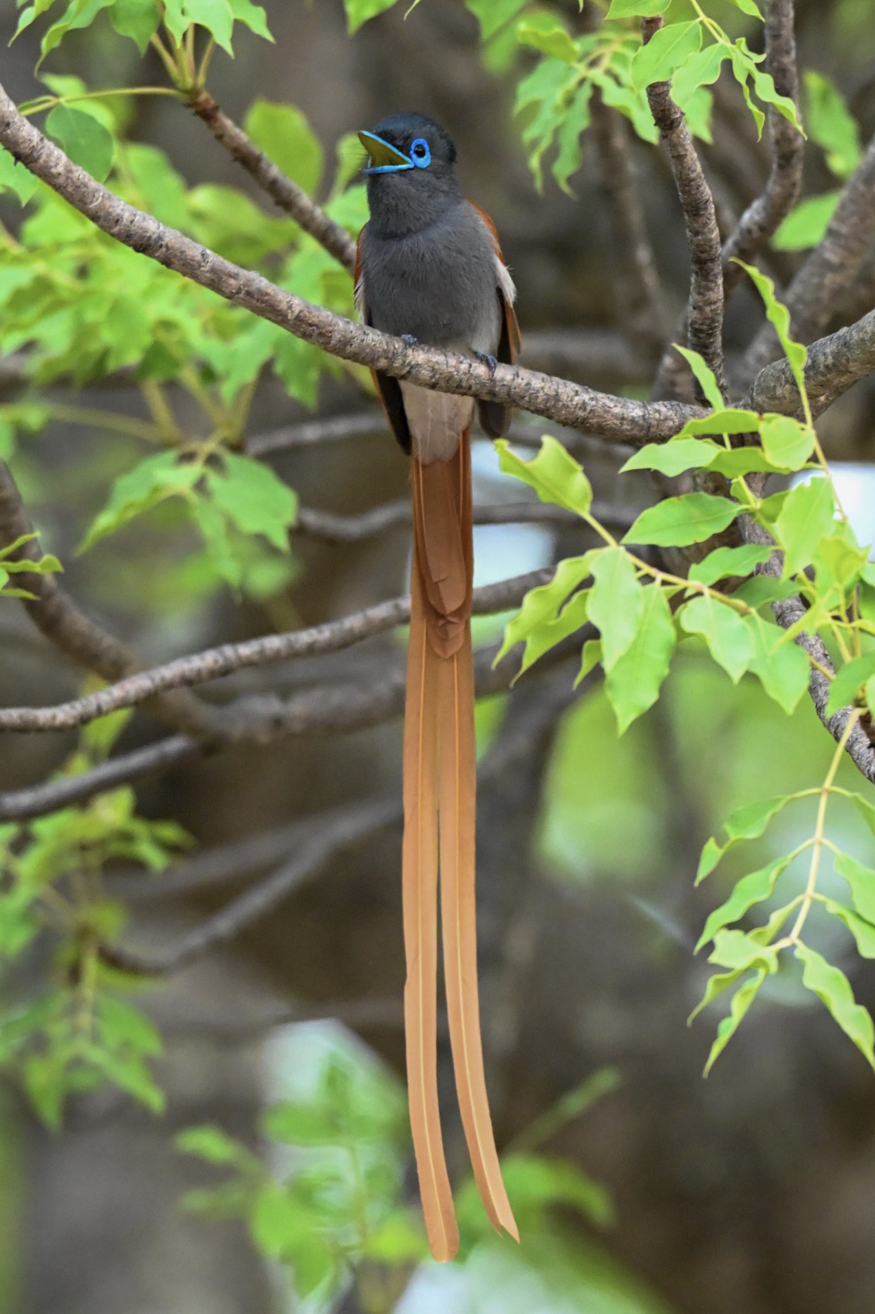 A bird with a dark grey body, blue eye rings, a yellow beak, and long, orange tail feathers perched on a tree branch surrounded by green leaves.