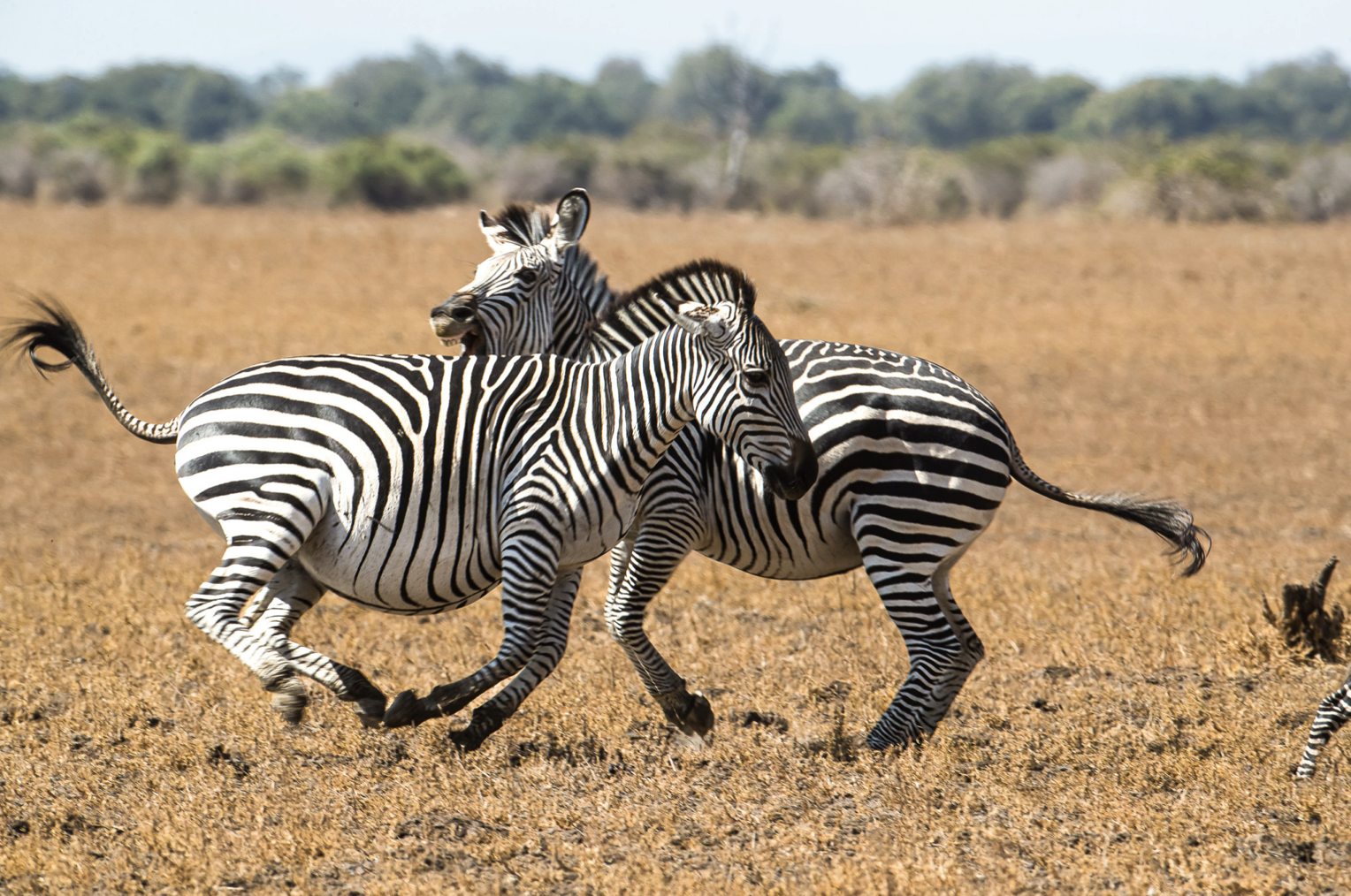 Two Chrawshay´s zebras running across a dry grassland with a blurred distant tree line. Safari in South Luangwa national park with Wild Selection Tours.