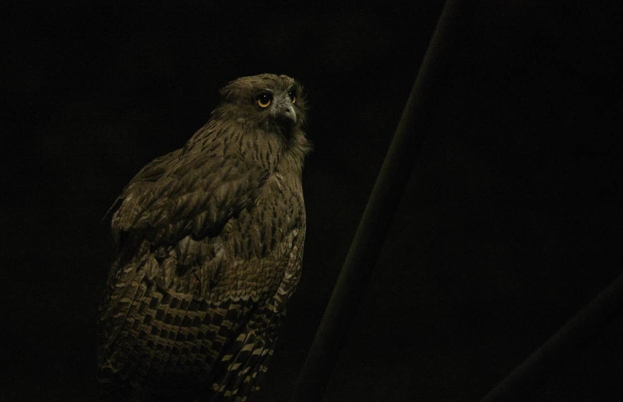 A close-up of a Blakiston's fishing-owl perched against a dark background, with yellow eyes looking to the side. Hokkaido, Japan.