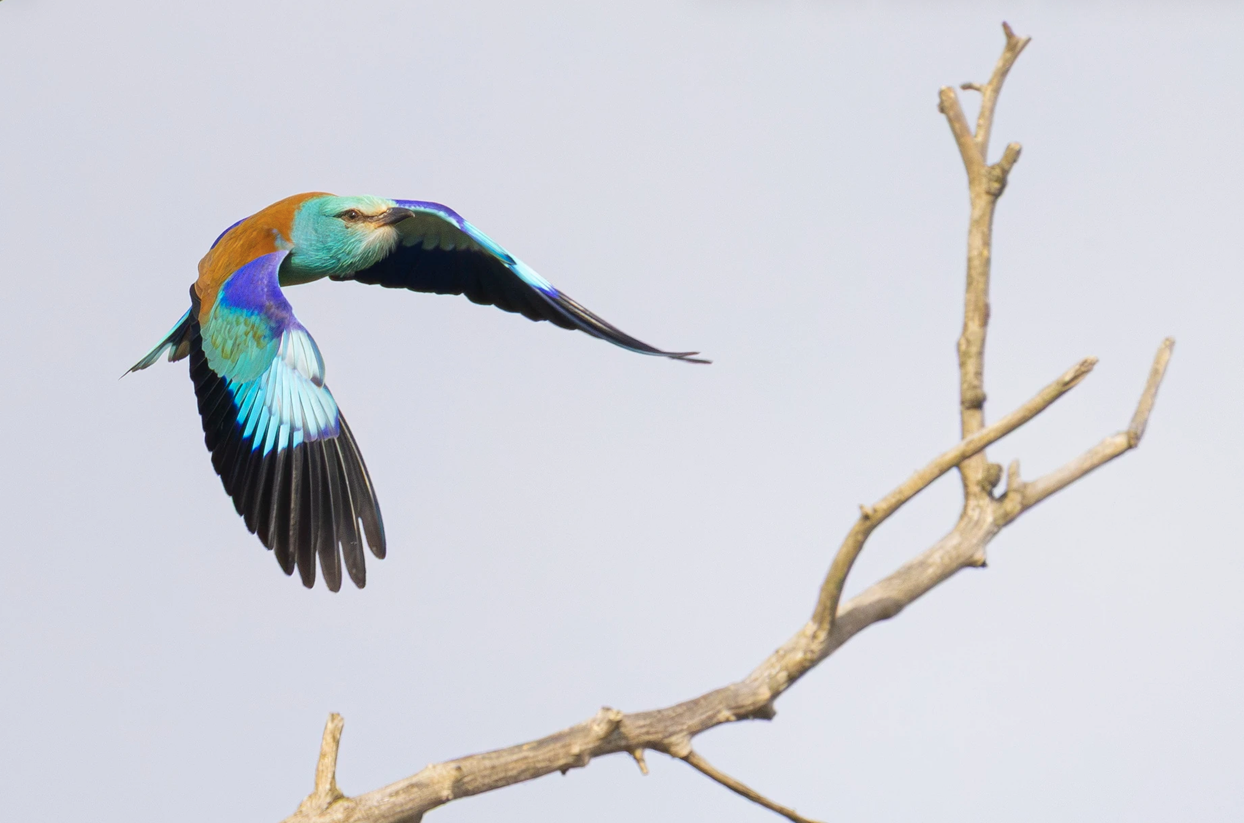 A colorful bird flying away from a bare tree branch against a light sky.