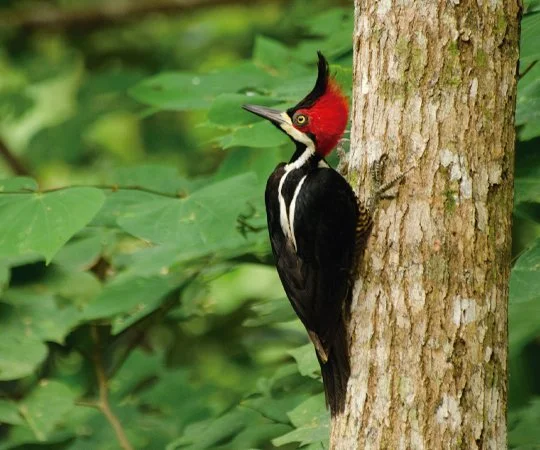 Crimson-crested woodpecker with a red head, black and white body, perched on a tree trunk amid green foliage. Bird watching in Colombia. Wild Selection Tours.