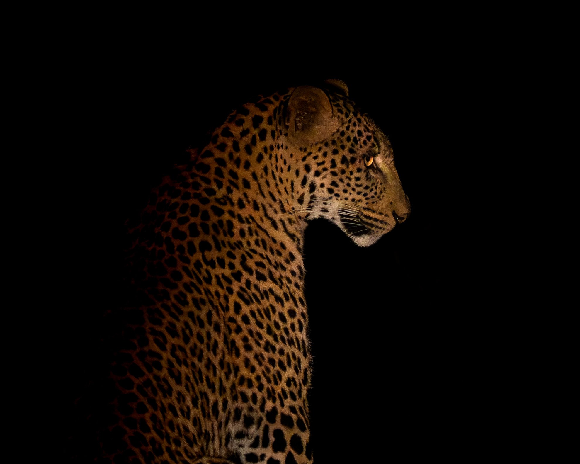 Profile of a leopard with a black background, highlighting its spotted coat and intense eyes.Night safari in South Luangwa national park with Wild Selection Tours.