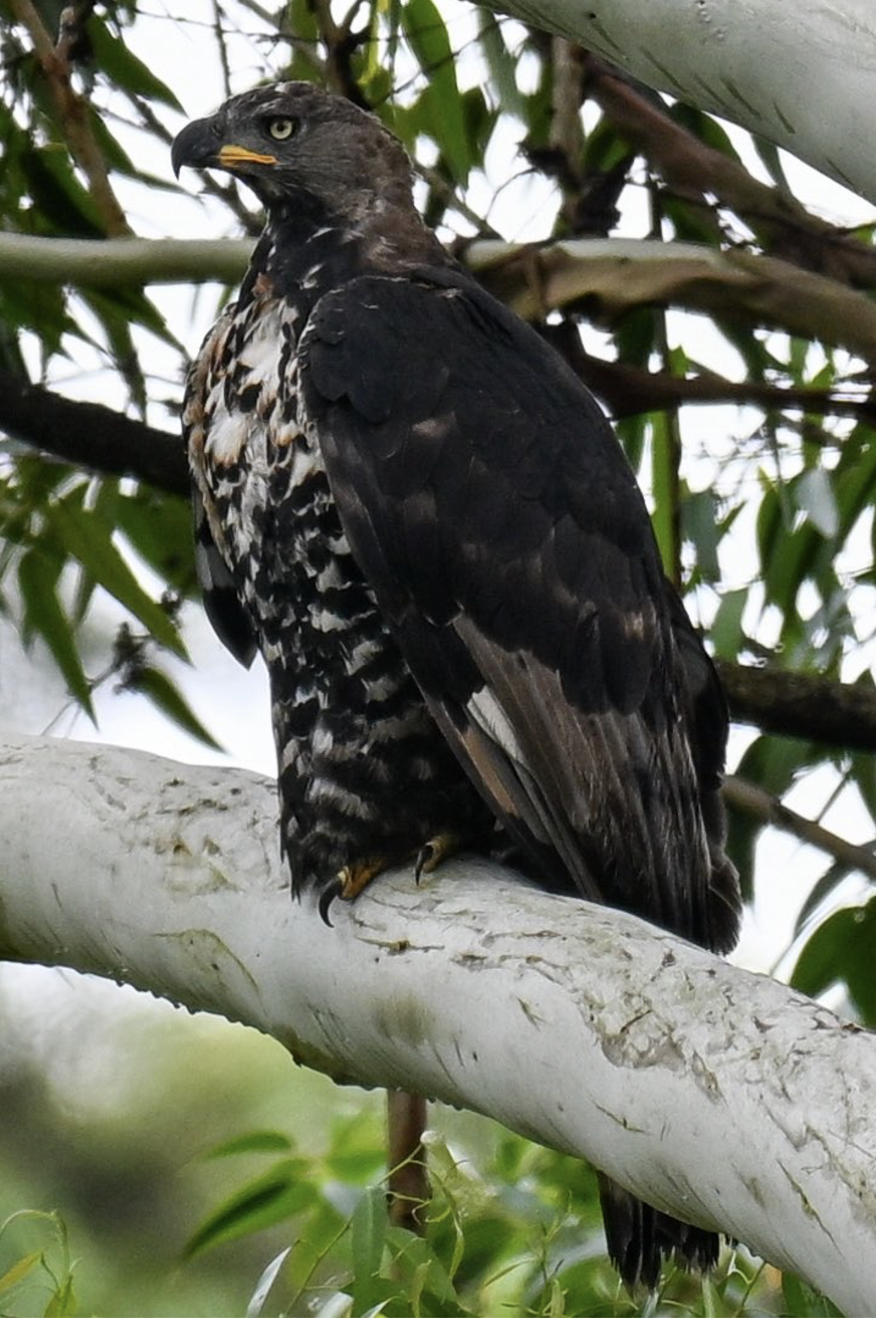 African crowed eagle, perched on a tree branch among green leaves with a cloudy sky background. Africa's strongest eagle. Birding tour in Makuleke, northern Krüger, South Africa. Bird photography with Wild Selection Tours.