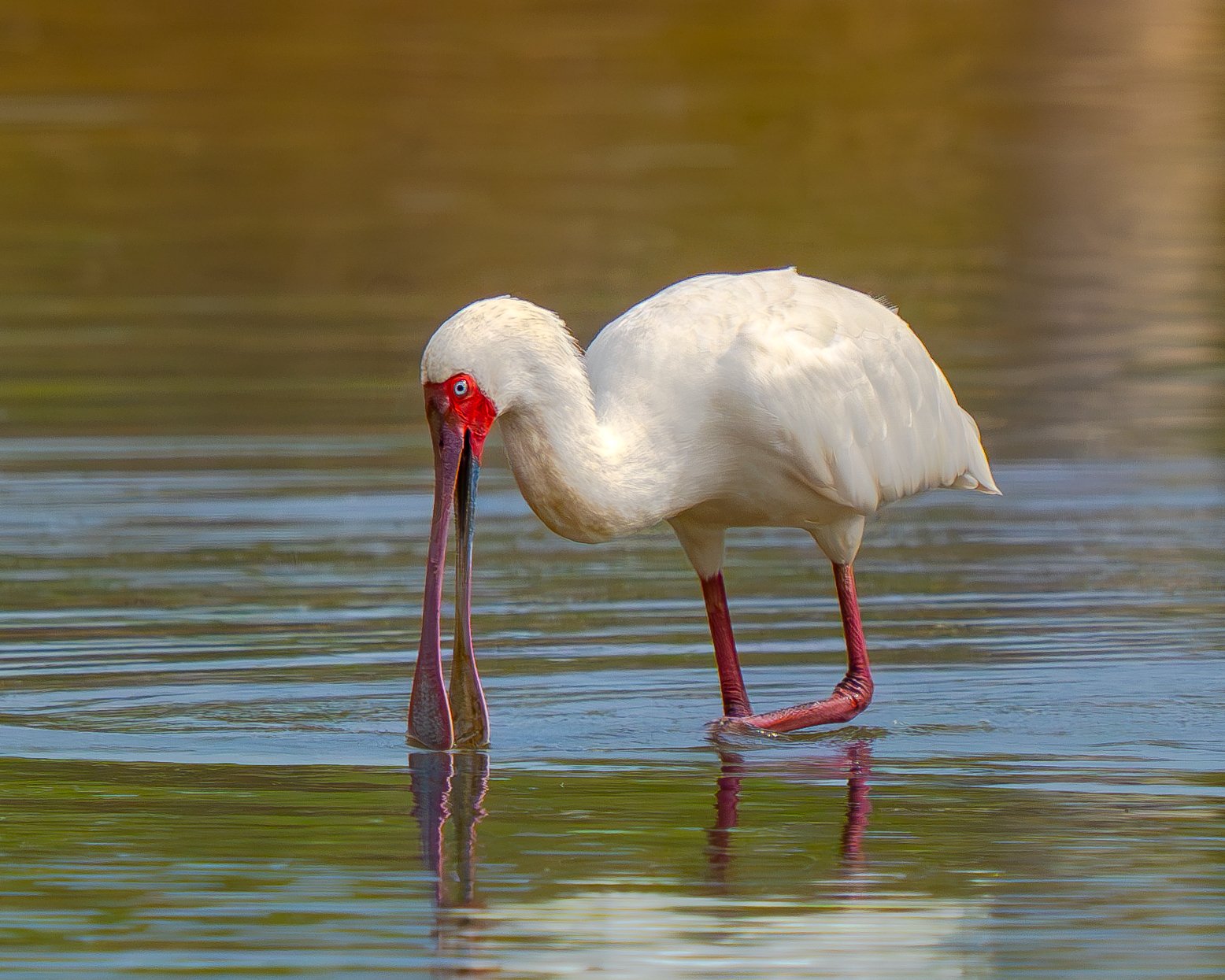 African spoonbill stork in water, with its long pink legs and long pink beak, dipping its beak into the water. Birding tour in Makuleke, northern Krüger, South Africa. Bird photography with Wild Selection Tours.