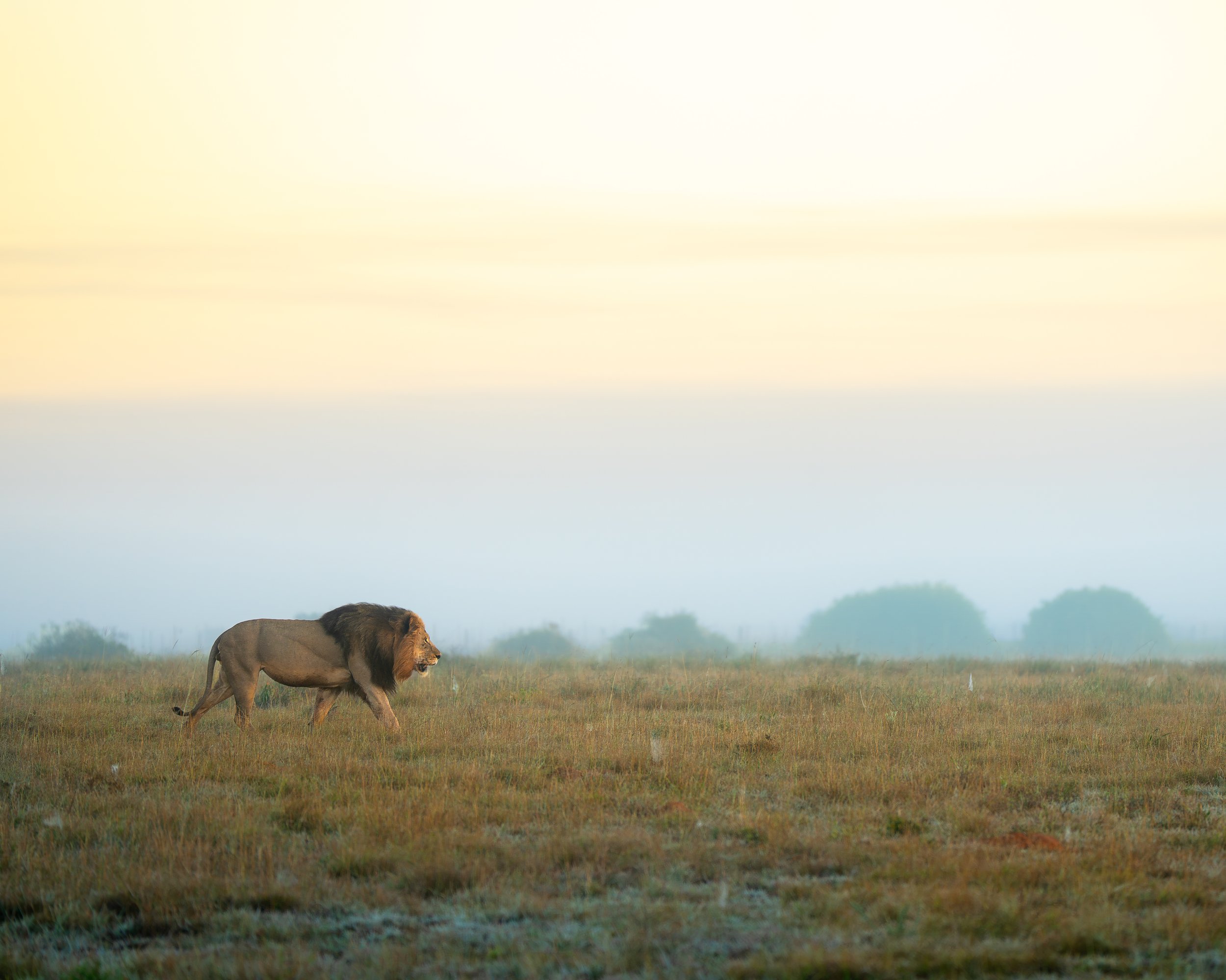 A lion walking across an open grassy plain at sunrise or sunset, with a misty background and soft, warm lighting. Amakhala gamer reserve, South Africa.