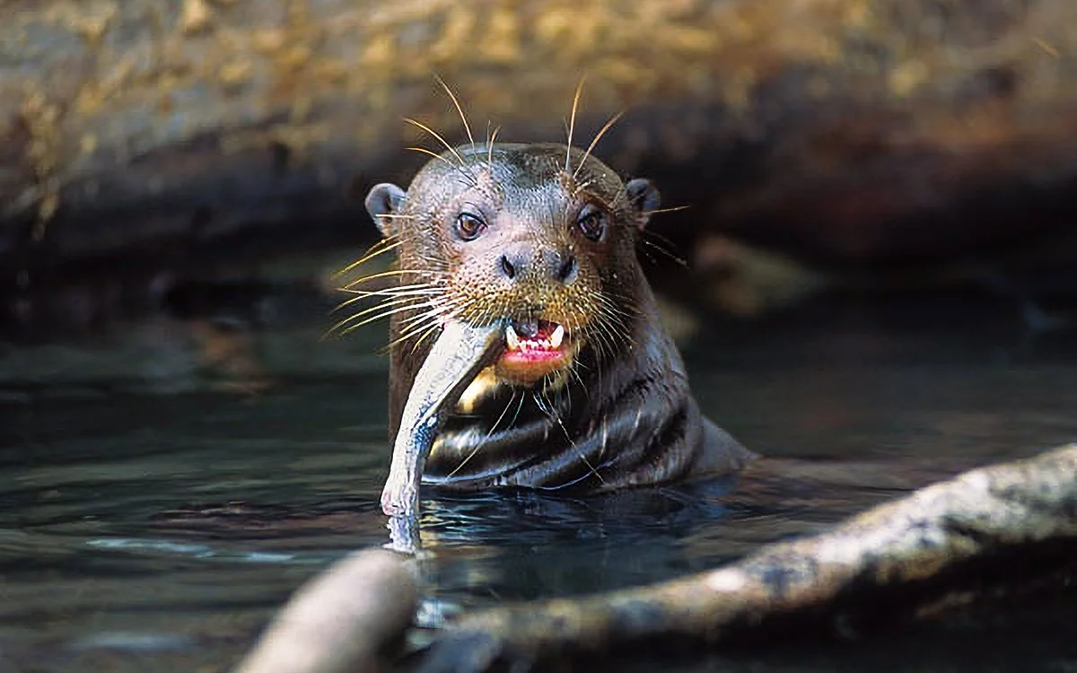A giant river otter in water holding a fish in its mouth.