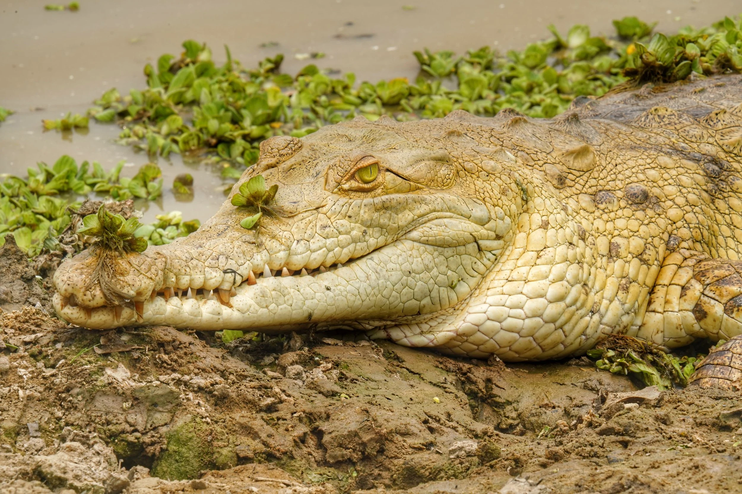 Join Wild Selection Tours to Colombia to see the Orinoco crocodile, one of the world's largest predators.