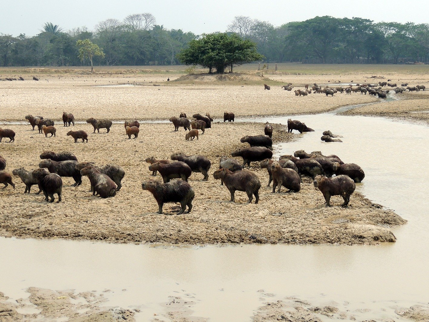 A group of buffalo gathered at a riverbank in a dry, open landscape with trees in the background.