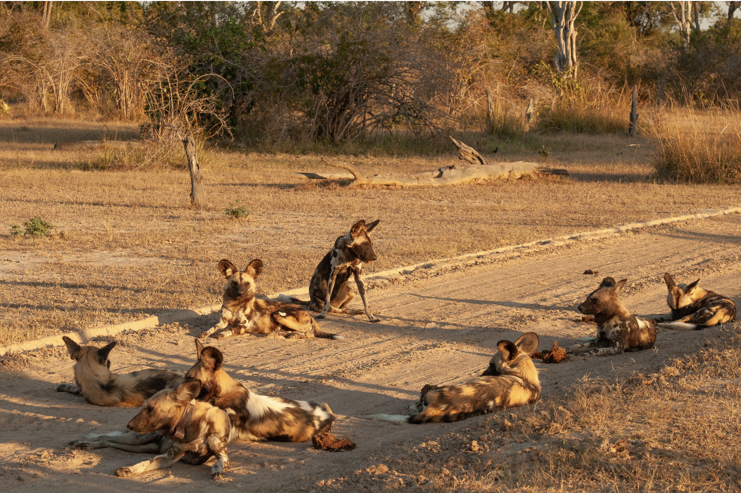 African wild dogs with merle coats relaxing and lying on a dirt path in a dry, grassy savanna landscape at sunset. Safari in South Luangwa national park with Wild Selection Tours.