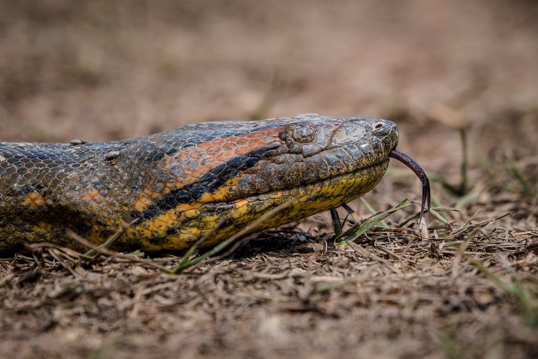 A close-up of a snake with its tongue out, on dirt ground with some grass.