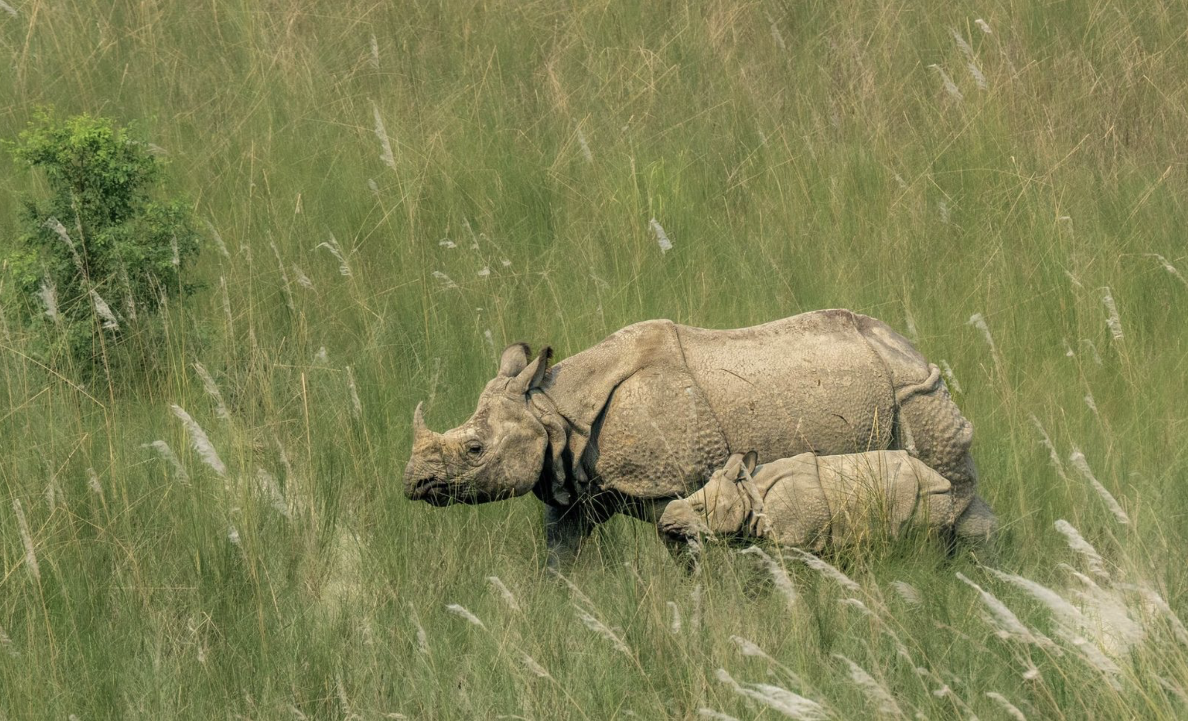 A mother rhinoceros and her calf walking through tall grass in a field. Safari in Bardiya national park. Wildlife expedition and phot safari with Wild Selection Tours.