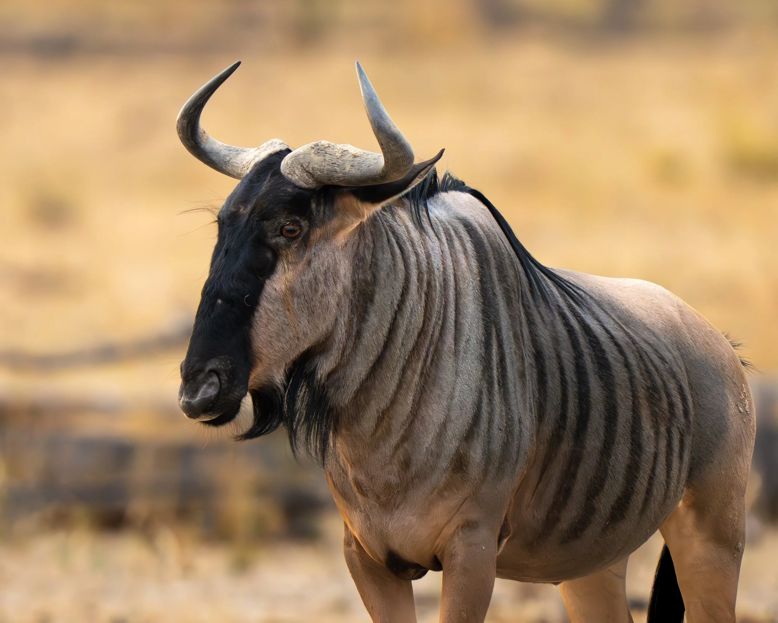 A Cookson´s wildebeest standing in a grassy plain with a blurred background. Safari in South Luangwa national park with Wild Selection Tours.