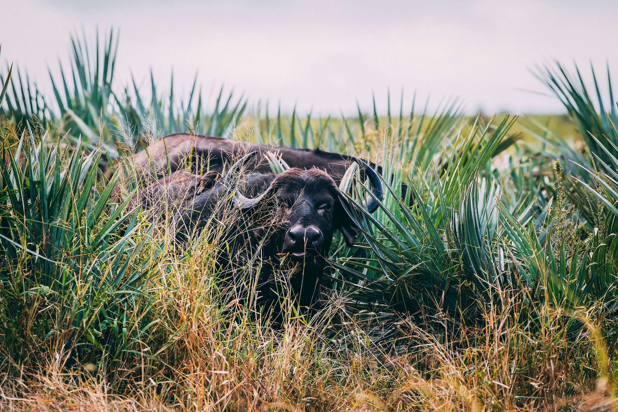A herd of water buffalo resting in a grassy field with tall green grass and a cloudy sky in the background.
