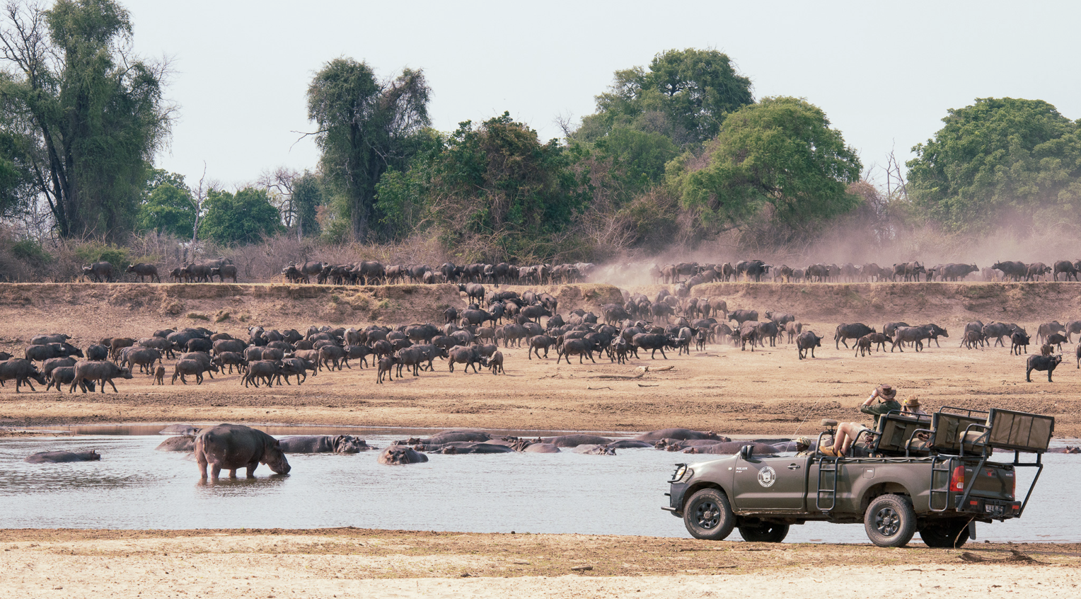 People on a safari in a vehicle observing a large herd of buffalo near a waterhole with elephants standing in the water in the background. Safari in South Luangwa national park with Wild Selection Tours.