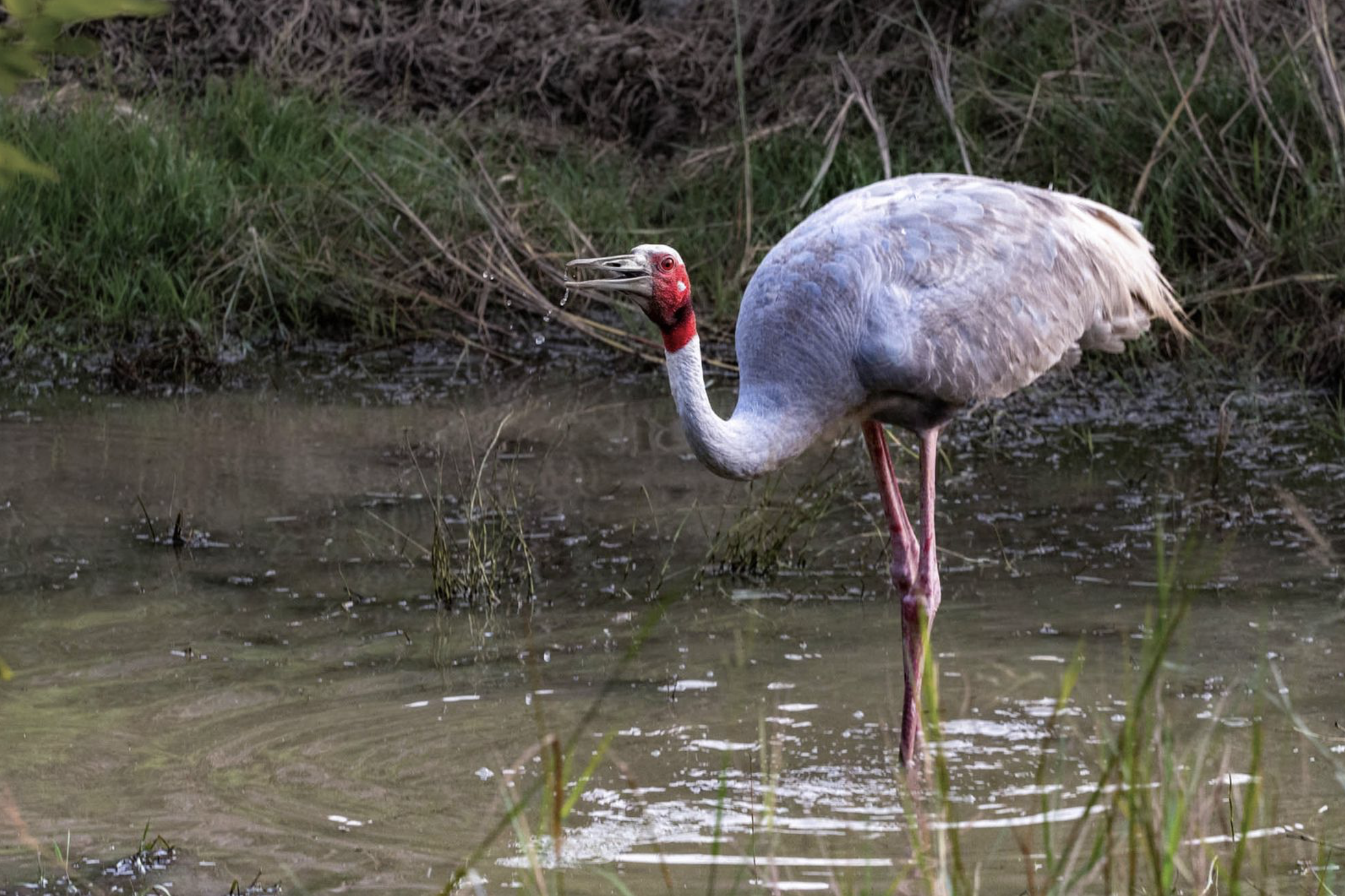 A Sarus crane wading in a marshy area with green grass and reeds in the background. Birding tour in Lumbini, Nepal. Wildlife expedition and phot safari with Wild Selection Tours.