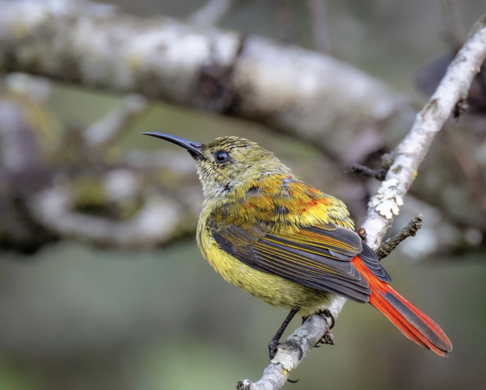 Colorful bird with yellow, brown, orange, and red feathers perched on a branch. Birding tour in Lumbini, Nepal. Wildlife expedition and phot safari with Wild Selection Tours.