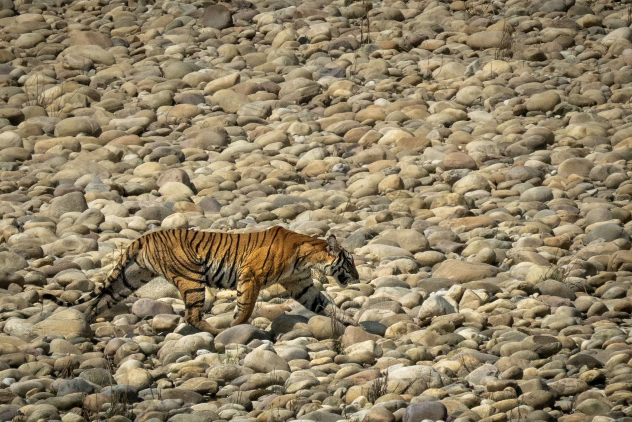 A tiger walking on rocky terrain with scattered grass. Safari in Bardiya national park. Wildlife expedition and phot safari with Wild Selection Tours.