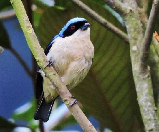 A fawn-breasted with sits on a branch amidst green foliage. Bird watching in Colombia. Wild Selection Tours.