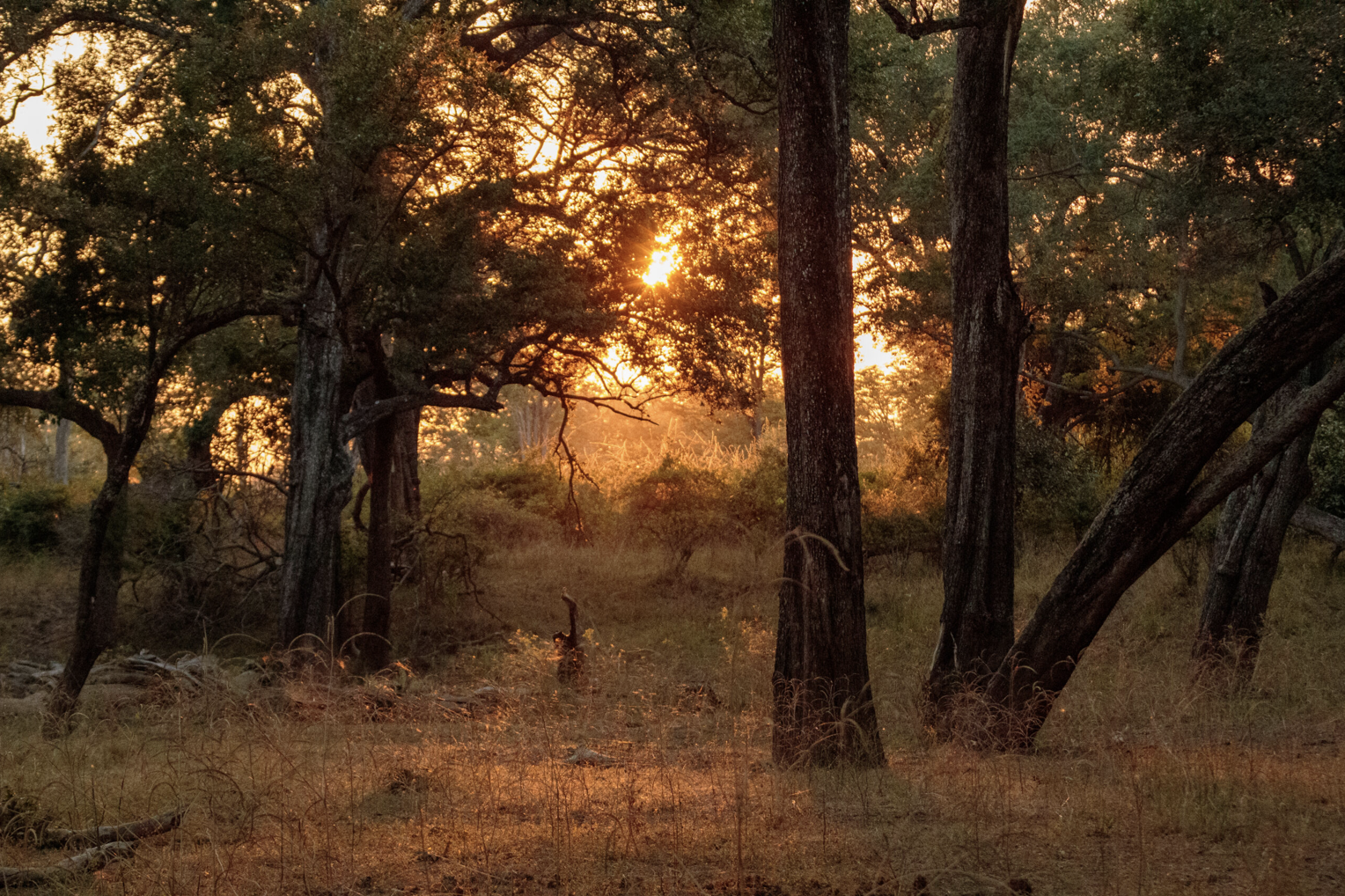 Sunset shining through a dense forest of tall, dark trees, with dry grass and fallen branches on the ground. Safari in South Luangwa national park with Wild Selection Tours.