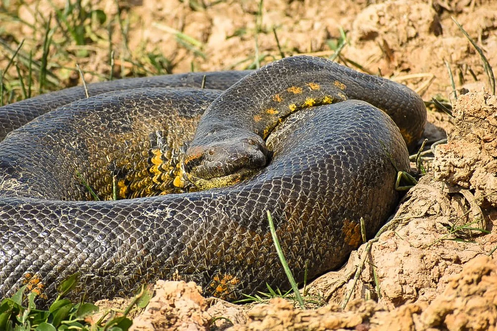 A large black snake resting on the ground, coiled with its head resting on its body, surrounded by dirt and small green plants.