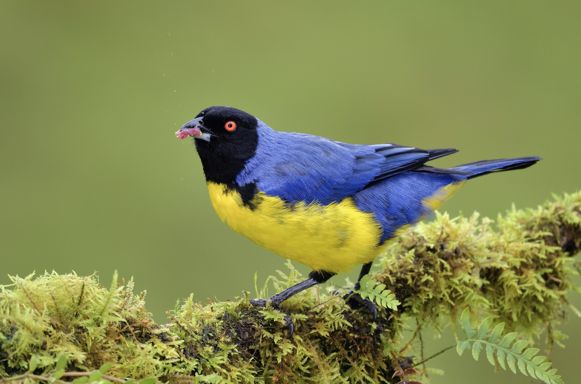 Hooded mountain tanager. A colorful bird with a black head, bright orange eyes, blue wings, and a yellow body, perched on a mossy branch with a blurred green background. Bird watching in Colombia. Wild Selection Tours.