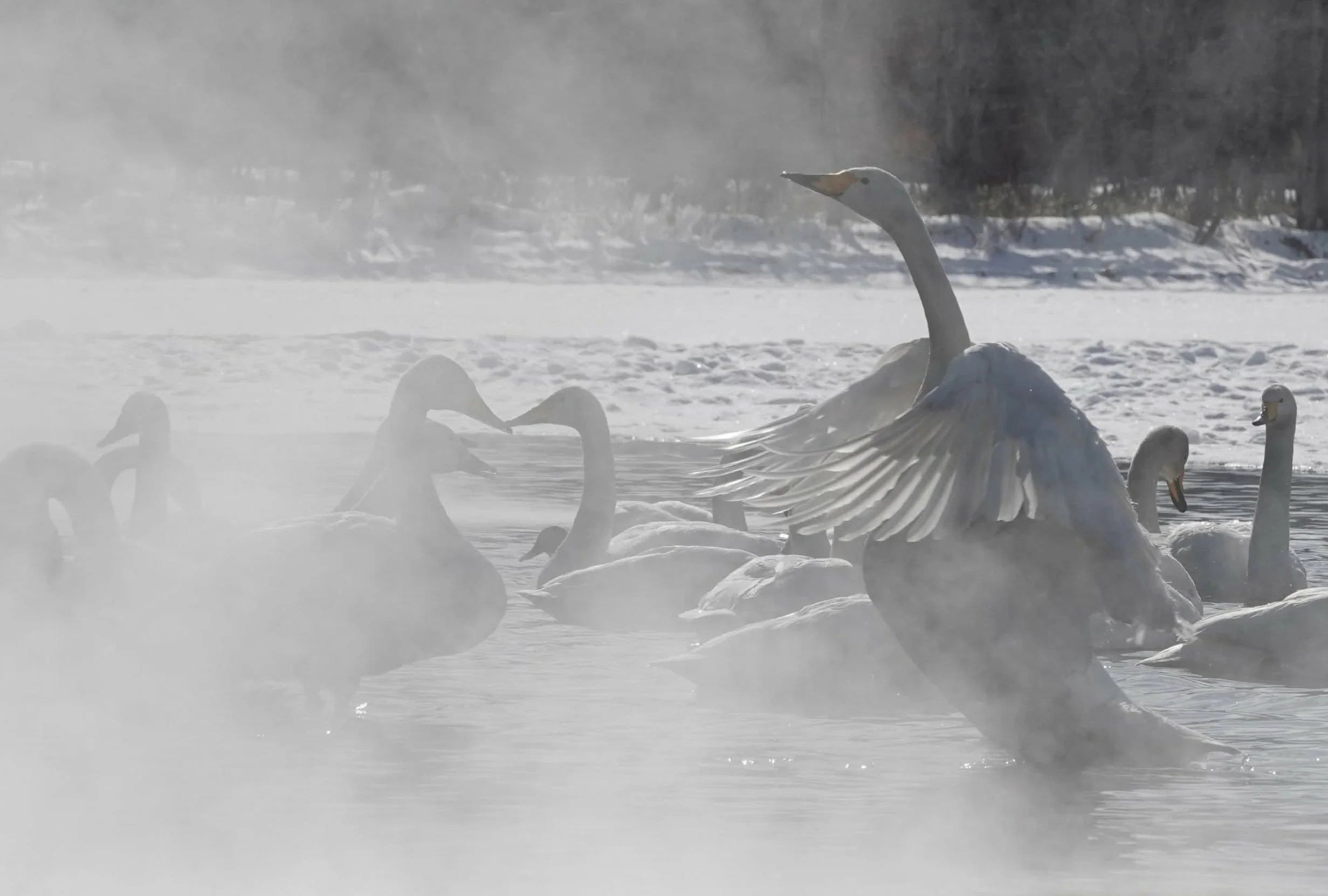A flock of swans swimming on a foggy, snowy body of water. Hokkaido, Japan.