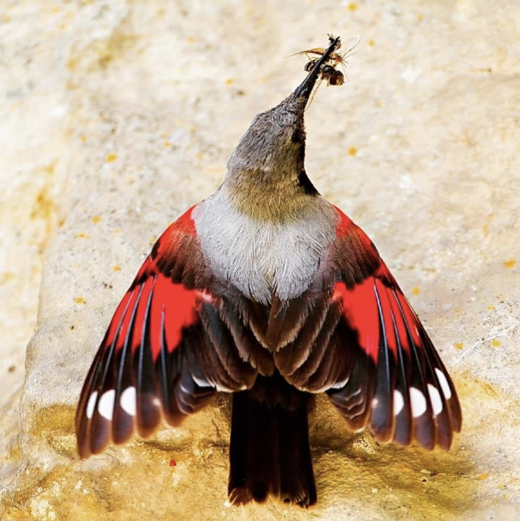 A bird with a bee on its beak, on sandy ground, showing brown and red feathers with white trim.