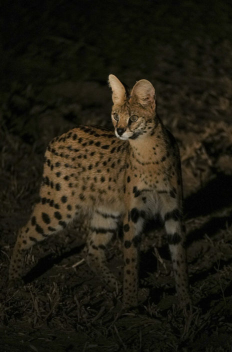 A serval with the body of a cheetah and the face of a domestic cat standing in a dark outdoor setting. Safari in South Luangwa national park with Wild Selection Tours.