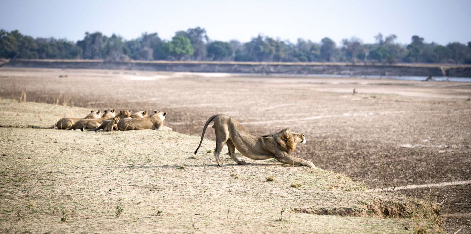 A pride of lions stretches on a dry, open landscape in Africa, with a group of lions resting in the background. Safari in South Luangwa national park with Wild Selection Tours.