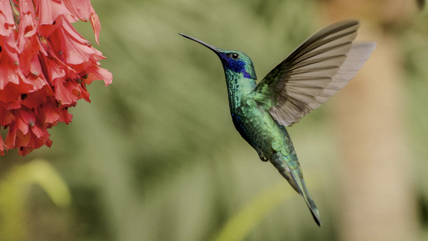 A vibrant green and blue hummingbird hovering near a cluster of pink flowers. Bird watching in Colombia. Wild Selection Tours.