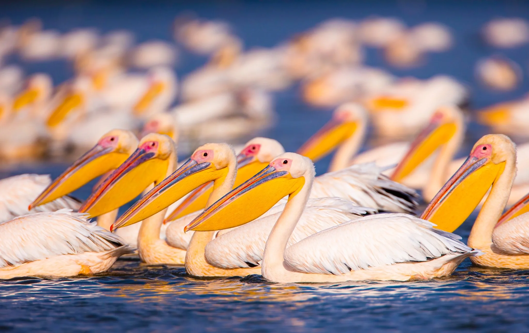 A large group of white pelicans with bright yellow beaks and pink facial skin, floating on water.