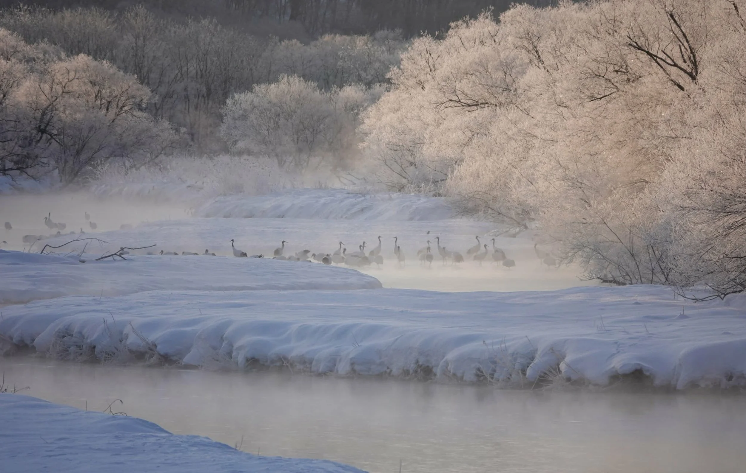A snowy winter landscape featuring a partially frozen river with steam rising from the water, surrounded by snow-covered trees and a group of geese walking along the riverbank. Kushiro, Japan.