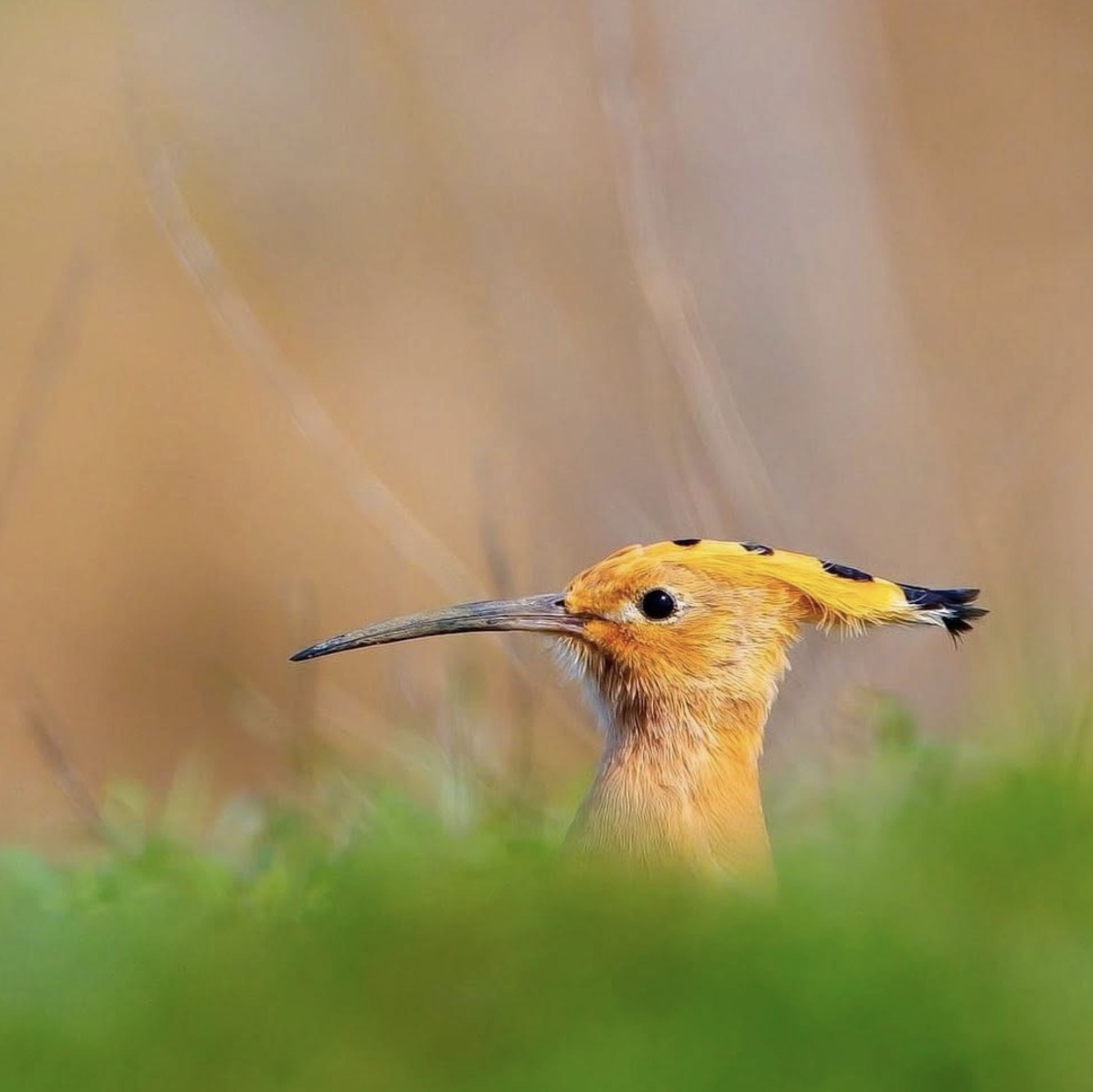 Close-up of a colorful bird perched on grass with a blurred background.