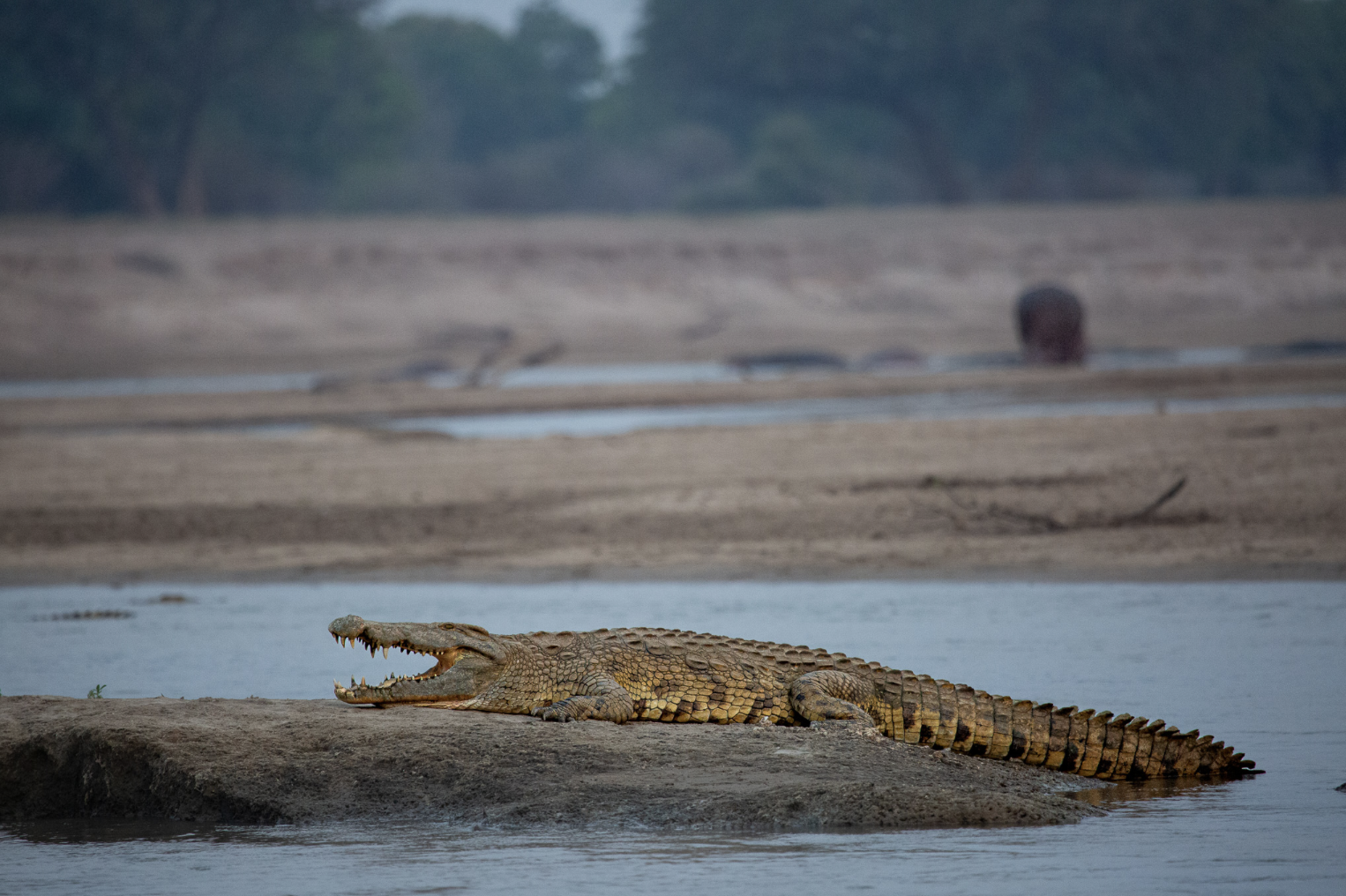 A Nile crocodile resting on a small rock in a body of water, with a sandy riverbank and trees in the background. Safari in South Luangwa national park with Wild Selection Tours.