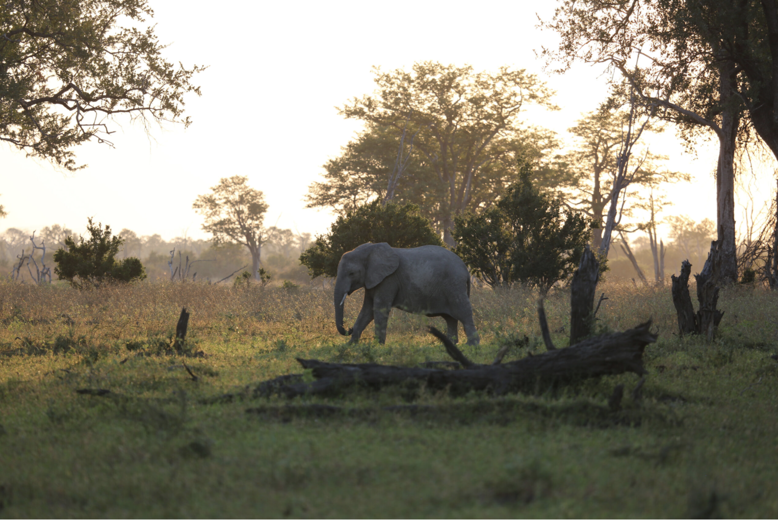 An elephant walking through a savanna landscape with trees and grass at sunset. Safari in South Luangwa national park with Wild Selection Tours.