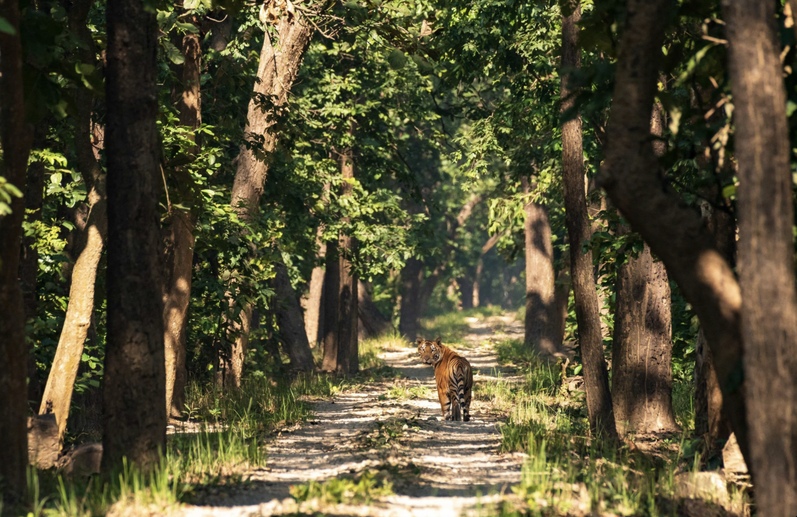 A tiger walking down a dirt path through a green forest with tall trees and sunlight filtering through the leaves. Wildlife expedition and phot safari with Wild Selection Tours.