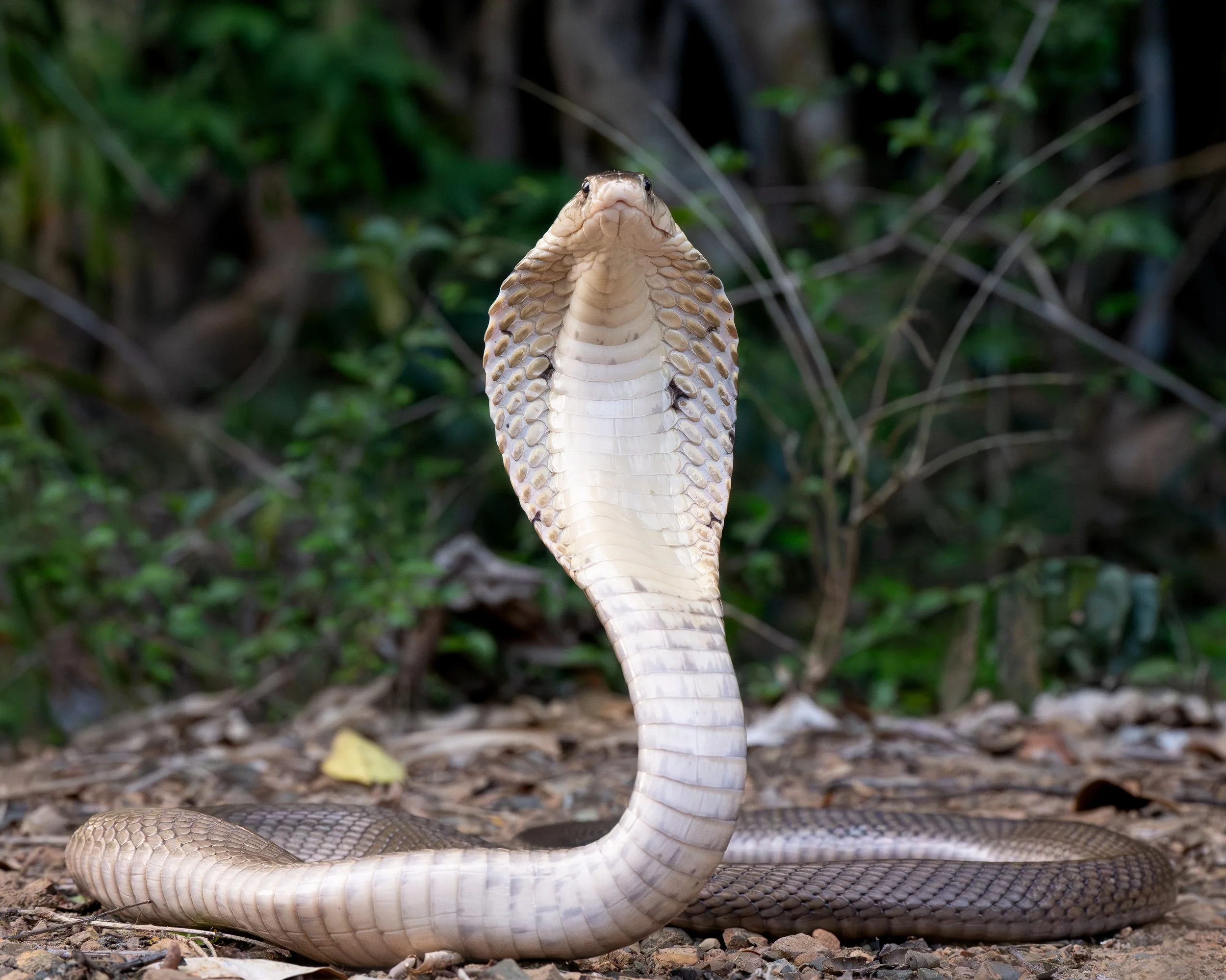 Monocled cobra in Thailand. Raised hood on a forest floor with green foliage in the background. Kaeng Krachan national park, Thailand.
