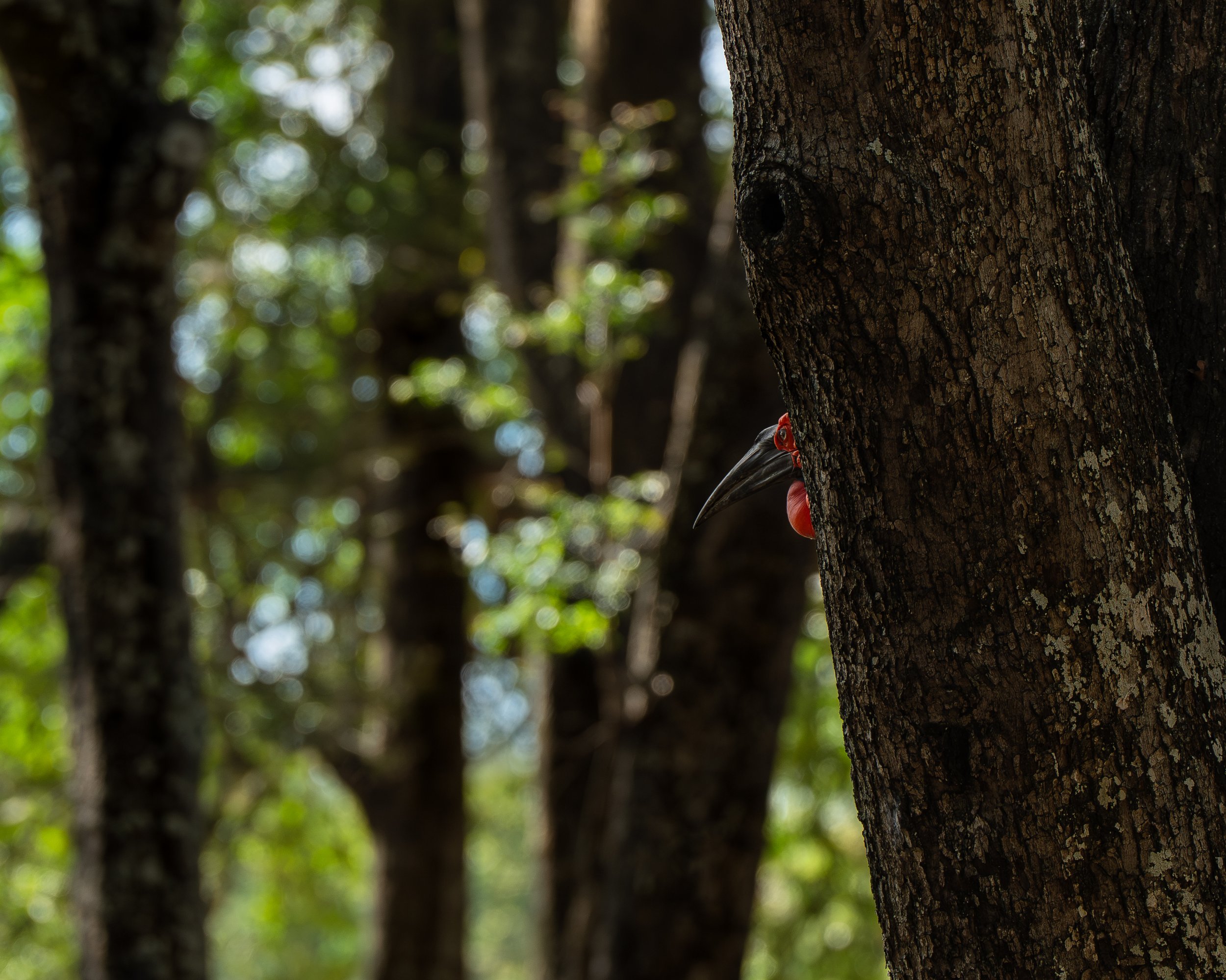 Southern ground-hornbill in South Luangwa national park, Zambia.