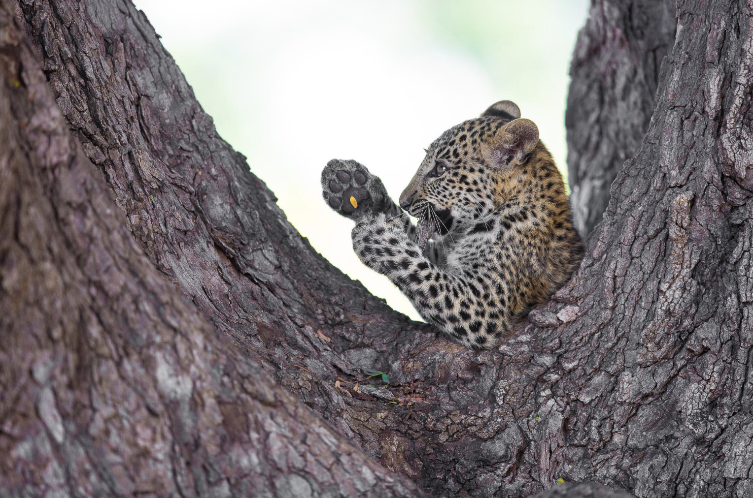 A leopard cub sitting in a tree, grooming itself with its paw raised. Safari in South Luangwa national park with Wild Selection Tours.