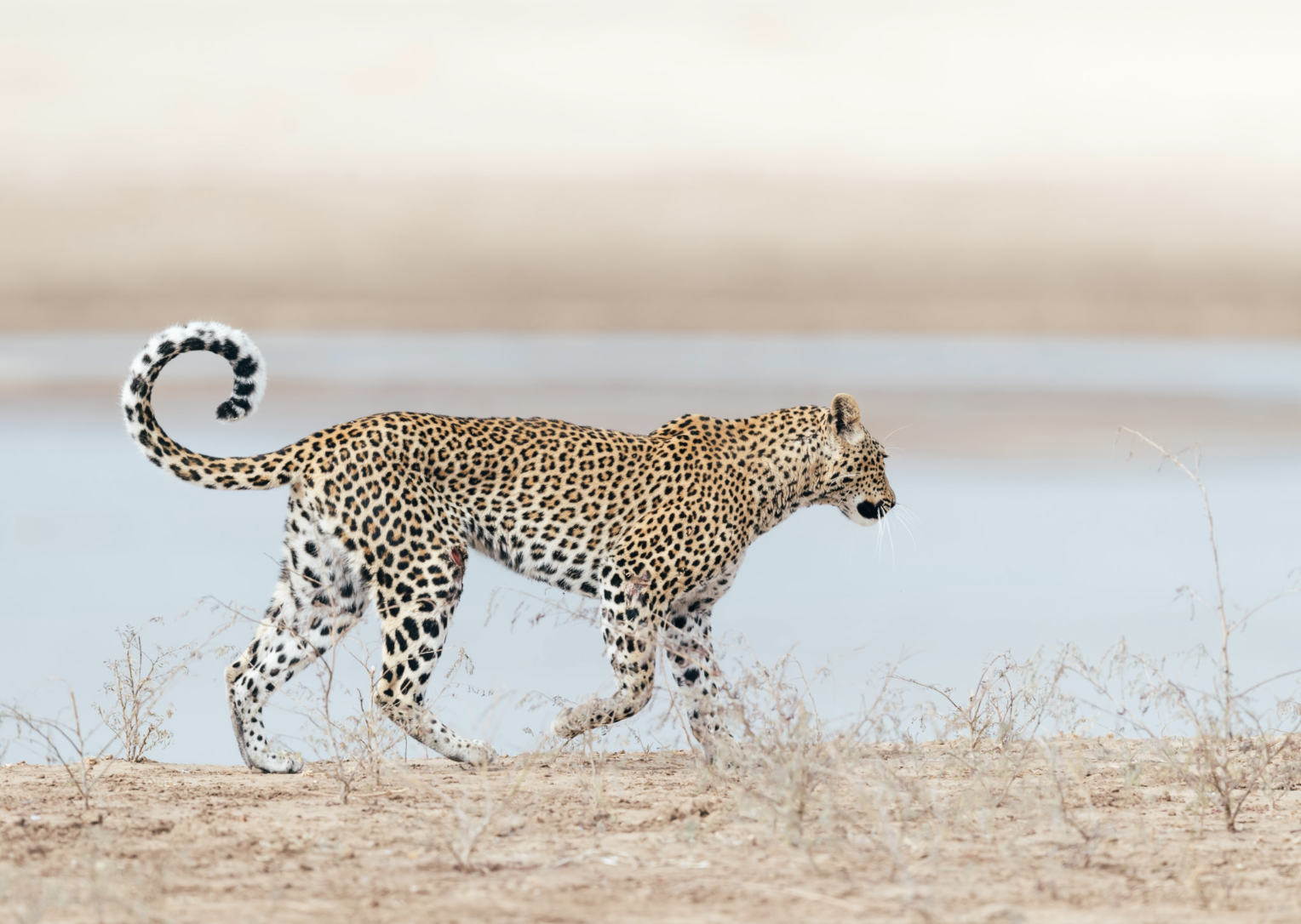 A leopard walking on a sandy terrain near a body of water with dry vegetation, under a clear sky. Safari in South Luangwa national park with Wild Selection Tours.