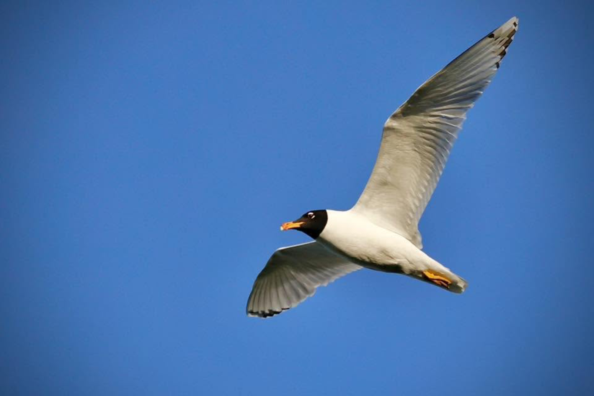 A bird, likely a piping plover, flying in a blue sky with wings spread wide.