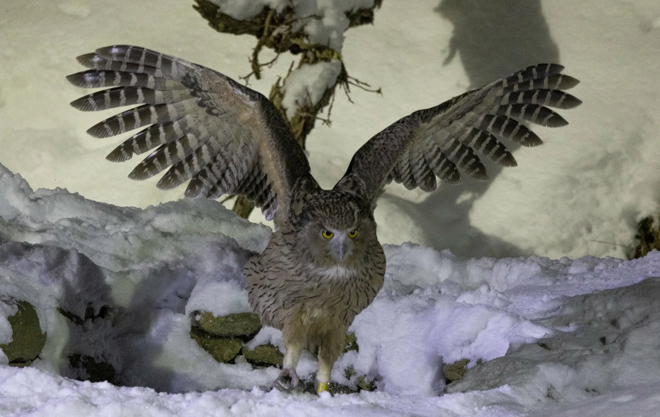 A Blakiston's fishing-owl with outstretched wings standing on snow-covered ground in winter, with trees partially covered in snow in the background. Hokkaido, Japan.