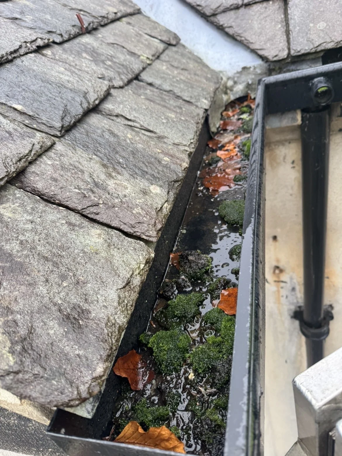 Gutter Cleaning & Maintenance