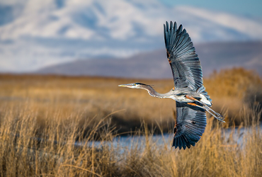 Scottish Highlands Spring Migration