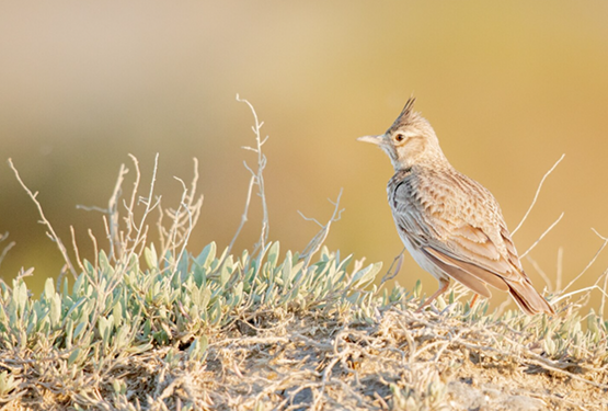 Arizona Desert Birding &amp; Wellness