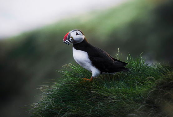 Iceland Puffins &amp; Northern Lights