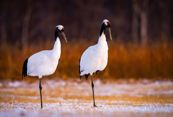 Japanese Cranes in Winter
